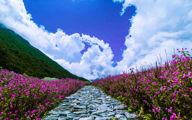 valley of flowers park